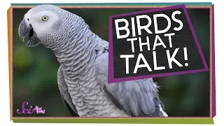 Birds that Talk!