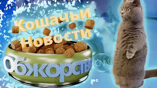 Кошачьи новости - Обжорство "Смешные коты"