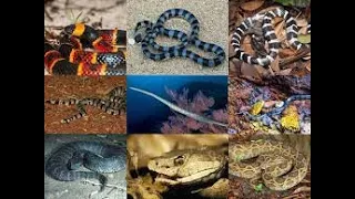 Slithering Danger  Top 10 Most Dangerous||World's Top 10 Most Dangerous Snakes: Venomous Serpents