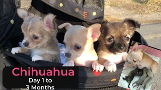 CHIHUAHUA PUPPIES | GROWING FROM DAY 1 TO 3 MONTHS vlog#5