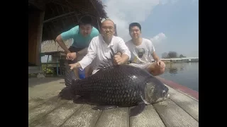 Giant Siamese Carp & Mekong Fishing Thailand- BKKGUY