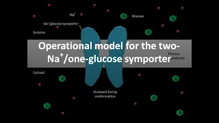 Glucose symporter