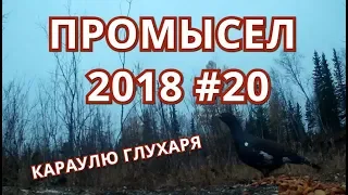 ПРОМЫСЕЛ 2018  #20  ОХОТА НА ГЛУХАРЯ.