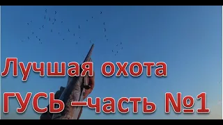 Лучшая охота по ГУСЮ часть №1