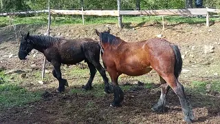 😱 Кастрація БРУНО 🔥🐎