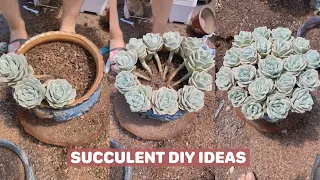 Ý tưởng trang trí sen đá | Beautiful Ideas for Succulents | 多肉植物| 다육이들 | Suculentas