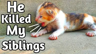 Trying to save life of poor newborn kitten
