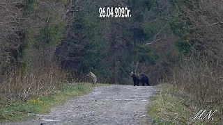 Wilk z niedźwiedziem w jednym kadrze dzisiaj rano.