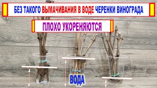 🍇 Ты точно делаешь ЭТО НЕПРАВИЛЬНО! Как ПРАВИЛЬНО ВЫМАЧИВАТЬ ЧЕРЕНКИ ВИНОГРАДА перед укоренением.