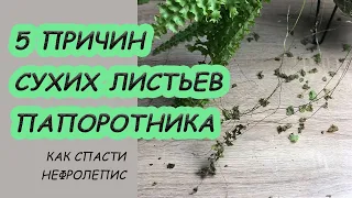 Желтеют и сохнут листья нефролеписа. Причины и правила ухода