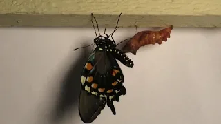 Pipevine Swallowtail Life Cycle