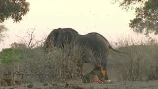 Elephant killers at Savuti