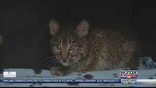 Woman rescues bobcat thinking it was a kitty