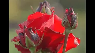Розы и саксофон