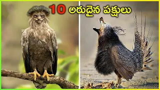 ఇలాంటి వింత పక్షుల్ని మీరు జీవితంలో చూసుండరు! Top 10 Rarest Birds | Most Unique Birds in the World