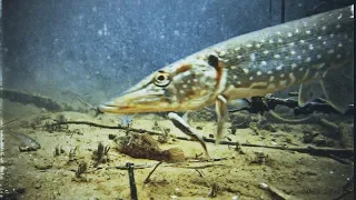 АТАКА ЩУКИ НА ТРЁХ ЖИВЦОВ Рыбалка в коряжнике Подводная съемка