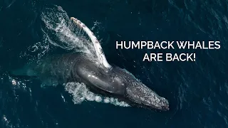 The return of HUMPBACK WHALES to Santa Barbara!