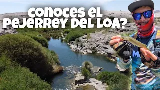 Pesca y devolución de pejerrey del rio loa. calama, chile