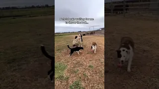 All three livestock guardian dogs. Inside the mind of Pete #bordercollie