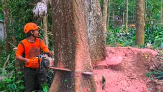 High Risk  !! Cut down the red mahogany tree near the house