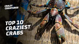 Top 10 Craziest Crabs in the World