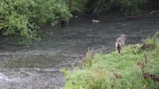 Wolf eating salmon