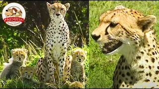 Mother Cheetah Brings Down Thomson's gazelle, for a Big Family Dinner【Amazing Animals/WAKUWAKU】