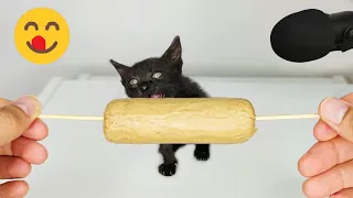 Kitten Eating Sausage ASMR #6