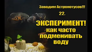 Заводим Астронотусов!!! 22. Как часто подменивать воду? Эксперимент