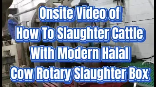 Onsite video - how to slaughter cattle with modern halal rotary slaughter box cow abattoir equipment