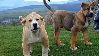 Питомник Гигантских Щенков/Кавказский Волкодав/Giant wolfhound puppies...