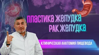 Клиническая анатомия пищевода. Пластика желудка. Рак желудка