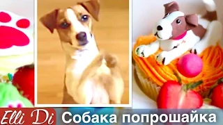 СОБАКА ПОПРОШАЙКА | ДРЕССИРОВКА СОБАКИ | ELLI DI