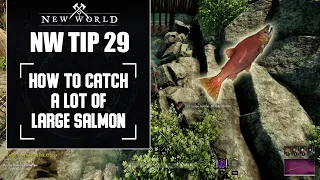 New World: How to catch as much Large Salmon as possible?