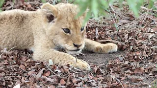 Lion Cub Siblings Fighting Over Mum's Milk