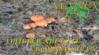 ГРИБЫ В АВГУСТЕ, СБОР МАСЛЯТ!!