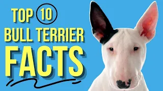 Bull Terrier: TOP 10 Facts ( Eveyone Should Know )