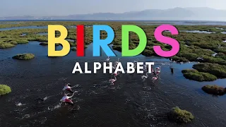 ABC Birds for Kids | Names of Birds for Children | Learn Alphabet with Birds from Around the World