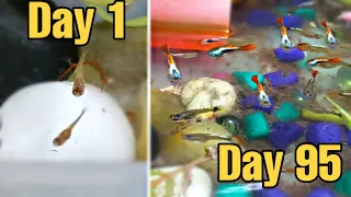 Guppy Fish Fry Growth Day 1 to Day 90