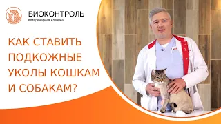 💉 Как правильно делать подкожный укол кошке и собаке? Подкожный укол кошке и собаке. 18+