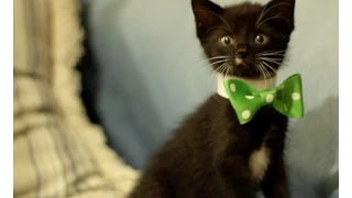 Top Ten Reasons to Adopt a Black Cat!