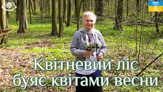 Квітневий ліс буяє квітами весни!