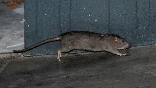 Escalating rat problem in New York prompts urgent action from city officials