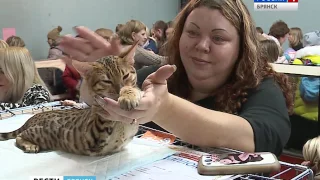 Международная выставка кошек в Брянске