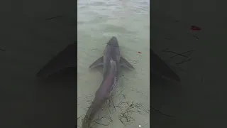 Big shark in the shallows
