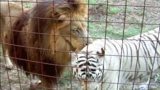 Lion + White Tiger = Cameron & Zabu!