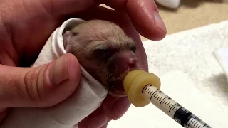 How to Feed a Baby Fennec Fox Part 1/5 (6 days old)