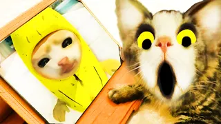 Cat Reaction to Happy Cat vs Skibidi Toilet & Banana Cat & Among Us 3D & BIG HULK Big Compilation.