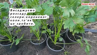 Celery root - planted in the garden. When and how we do it.