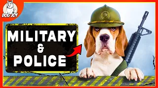 Canine Protectors: The Best Dog Breeds for Military and Police Service
